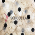 Prepared Microscope Slide Set - Biological Science - Set of 15 Slides